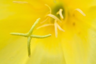 Bilder der Erde Gemeine Nachtkerze Oenothera biennis Narbe und Staubblaetter Deutschland Bayern