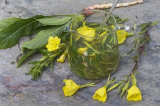 Gemeine Nachtkerze Oenothera biennis selbstgemachter Nachtkerzentee aus Nachtkerzenblueten Blaet
