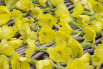 Gemeine Nachtkerze Oenothera biennis Nachtkerzenblueten werden getrocknet Deutschland common eve