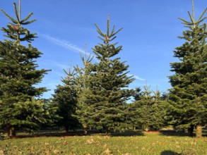 Synbolbild 12.24 Weinhachtsbaum Verkauf Weihnachtsbaeume Gruene Tannen stehen zum Verkauf auf dem