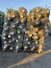 Synbolbild 12.24 Weinhachtsbaum Verkauf Weihnachtsbaeume in Verpackungsnetzen beim