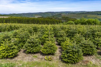 Sauerland Lanschaft