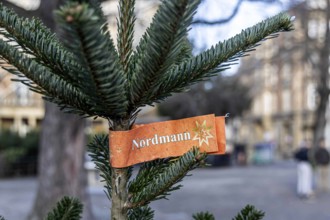 Weihnachtsbäume, Verkaufsplatz am Eugensplatz in Stuttgart. // 15.12.2023: Stuttgart, Baden-Württemberg, Deutschland, Eu