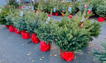 19.11.2022, Deutschland, NRW, Weihnachten, Handel, Weihnachtsbäume in rot verpackten Übertöpfen, mit Wurzeln, Weihnachts