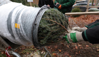 04.12.2022, Deutschland, NRW, Weihnachten, Weihnachtsbäume, Tannenbäume, Ein Baum wird eingenetzt, Weihnachtsbaumnetzger