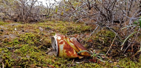rostige Blechdose in den Duenen Niederlande rusty tin can in the dunes Netherlands BLWS518211 Copy