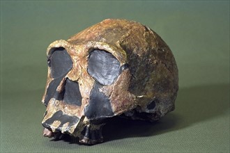 Skull Of Homo Erectus