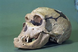 Skull Of Homo Sapiens Neandertalensis