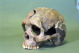 Skull Of Homo Sapiens Archaic