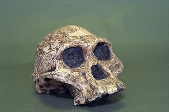 Skull Of Africanus Plesianthrop