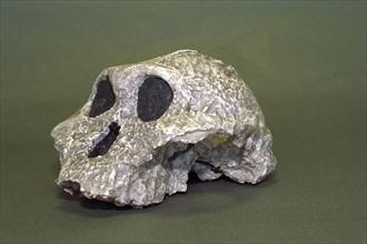 Skull Of Paranthropus Robustus