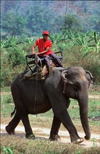 ELEPHANT-THAILAND-TOURISM