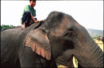 ELEPHANT-THAILAND-TOURISM