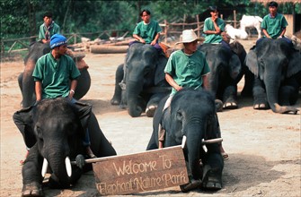 ELEPHANT-THAILANDE-TOURISME