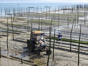 Ostréiculteurs du Bassin d'Arcachon travaillant à la production des huîtres