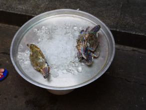 THAILANDE-BANGKOK, CHINATOWN