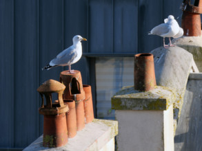 FRANCE RÉGIONS-NORMANDIE