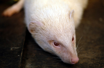 THAILANDE ANIMAUX ALBINOS