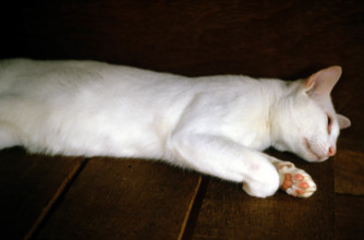 THAILANDE ANIMAUX ALBINOS