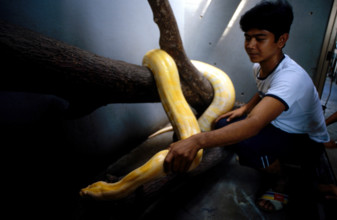 THAILANDE ANIMAUX ALBINOS