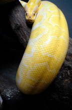 THAILANDE ANIMAUX ALBINOS