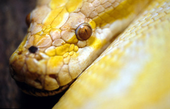 THAILANDE ANIMAUX ALBINOS