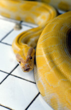 THAILANDE ANIMAUX ALBINOS