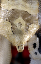 THAILANDE ANIMAUX ALBINOS