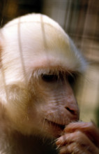 THAILANDE ANIMAUX ALBINOS