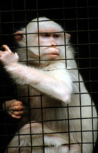 THAILANDE ANIMAUX ALBINOS