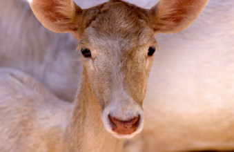 THAILANDE ANIMAUX ALBINOS