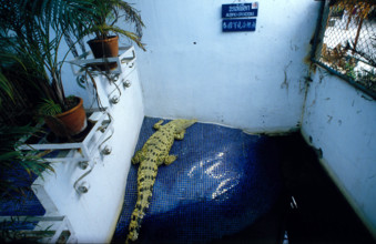 THAILANDE ANIMAUX ALBINOS