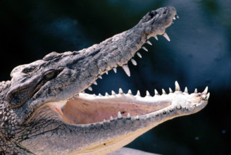 ZOO ANIMAUX ALBINOS // ALBINO ANIMALS ZOO