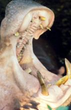 THAILANDE ANIMAUX ALBINOS