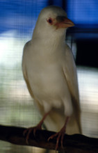 THAILANDE ANIMAUX ALBINOS