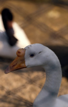 THAILANDE ANIMAUX ALBINOS