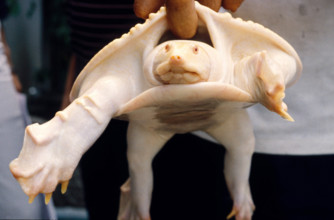 THAILANDE ANIMAUX ALBINOS