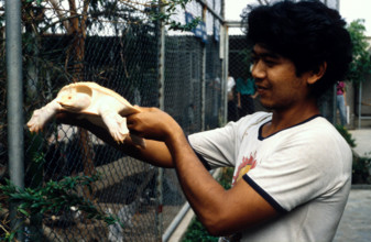 THAILANDE ANIMAUX ALBINOS