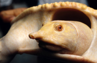 THAILANDE ANIMAUX ALBINOS