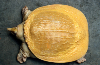 THAILANDE ANIMAUX ALBINOS