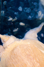 THAILANDE ANIMAUX ALBINOS