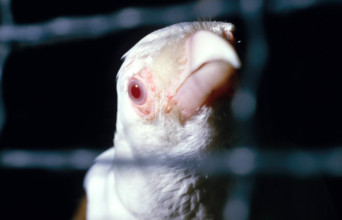 THAILANDE ANIMAUX ALBINOS