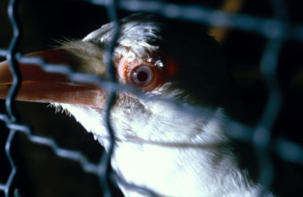 THAILANDE ANIMAUX ALBINOS