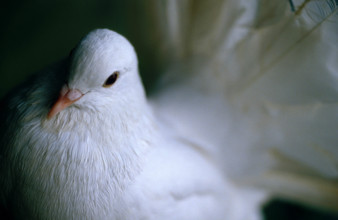 PIGEON ALBINOS // ALBINO PIGEON