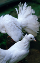 THAILANDE ANIMAUX ALBINOS