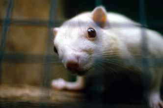 THAILANDE ANIMAUX ALBINOS