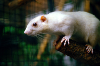 THAILANDE ANIMAUX ALBINOS