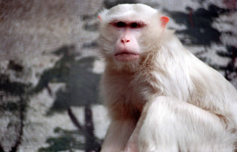 THAILANDE ANIMAUX ALBINOS