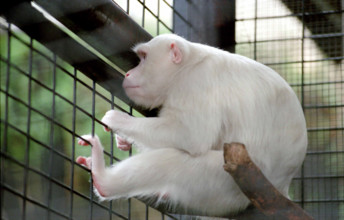 THAILANDE ANIMAUX ALBINOS
