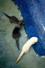 THAILANDE ANIMAUX ALBINOS